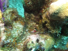 27 Tiny Red Reef Hermit Crabb IMG 4080